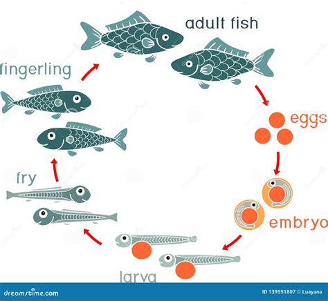 cycle fish